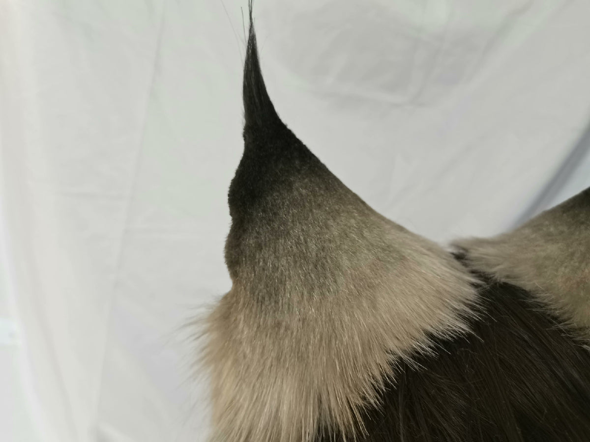 Cosplay Fox Ears Cosplay Fox Headband Cosplay Lynx Hairband Cosplay Animal Costume Accessories