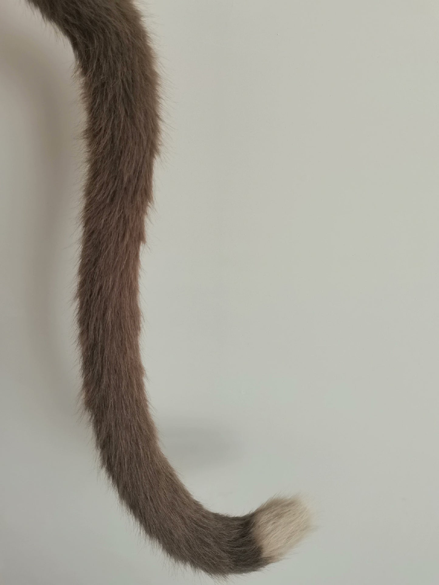 Cosplay Cat Ears Tail Kit Cosplay Cat Headdress Genshin Impact Lynette Headband Grey Cat Ears Costume Accessories Custom Animal Ears Furry Ears Faux Fur