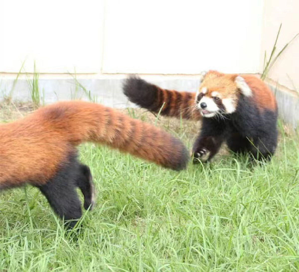 Cosplay Raccoons Ears Tail Kit Cosplay Headdress Hairband Cosplay Bear Costume Accessories Custom Animal Ears